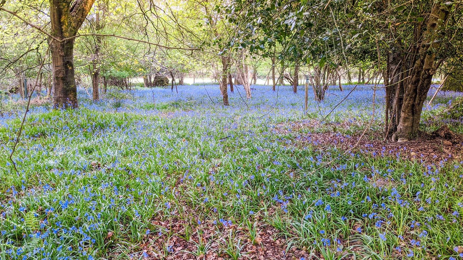 New Forest Bluebells New Forest Bluebells