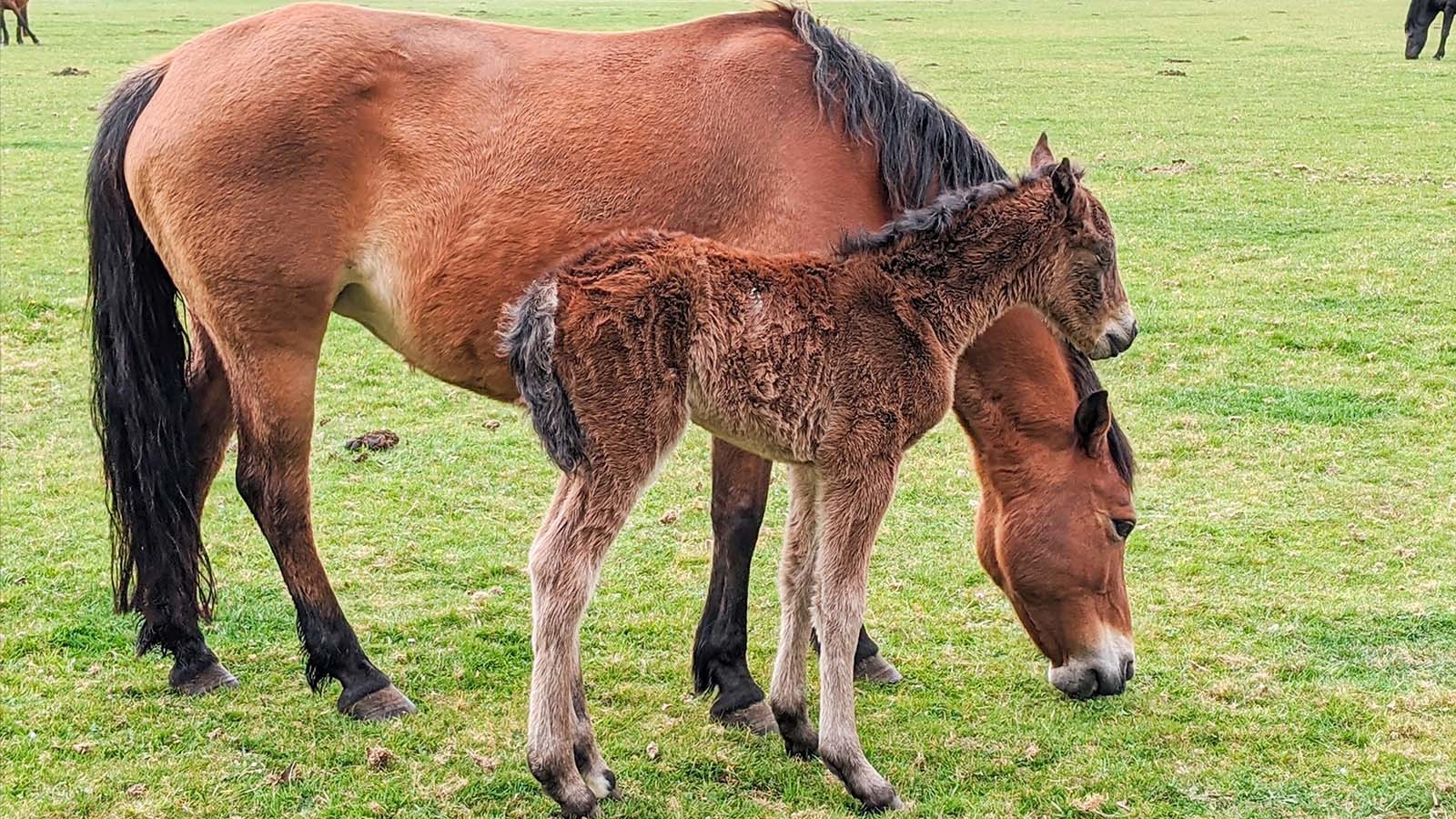New Forest Foal New Forest Foal