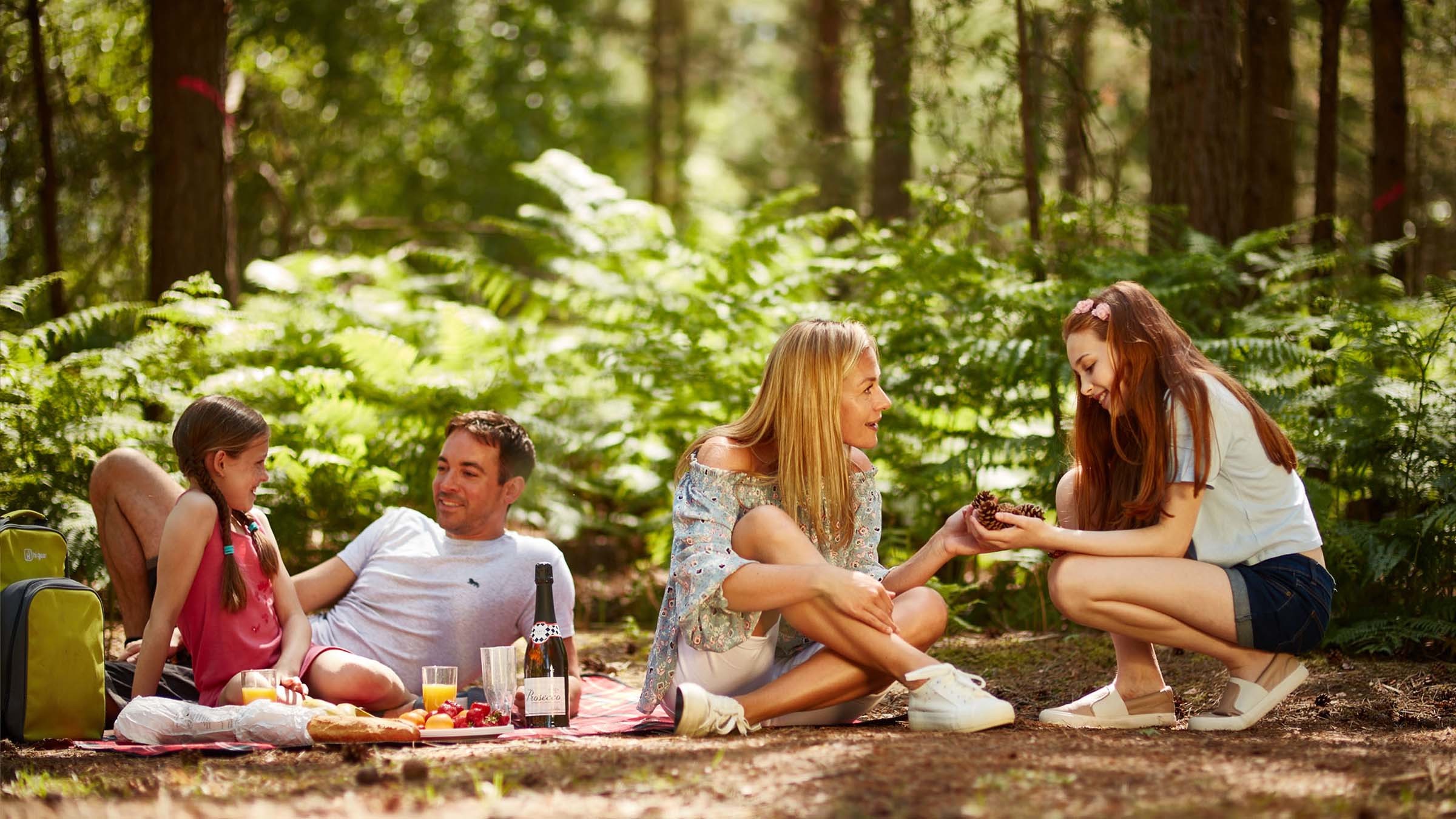 New Forest Picnic New Forest Picnic
