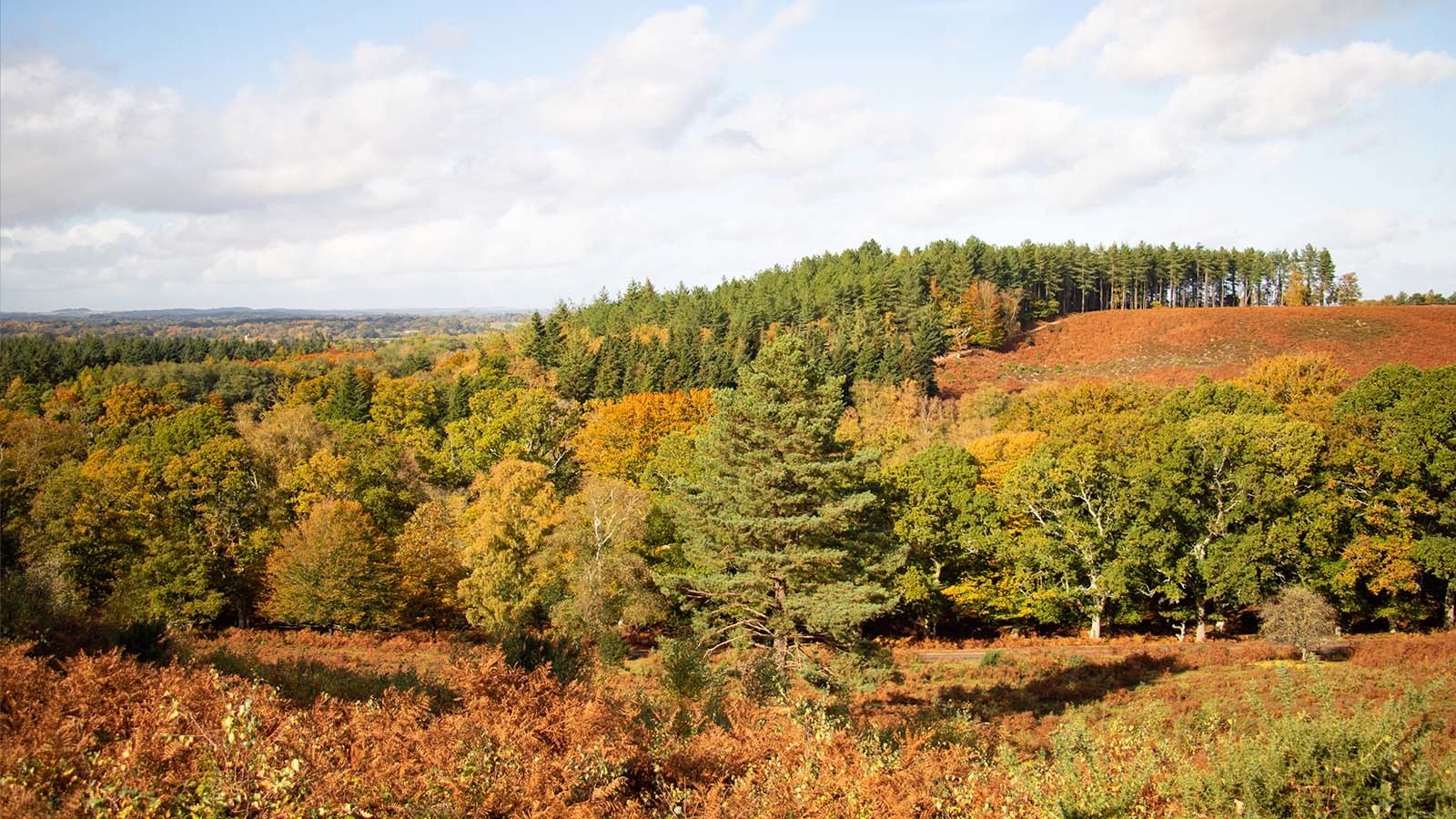 New Forest View New Forest View