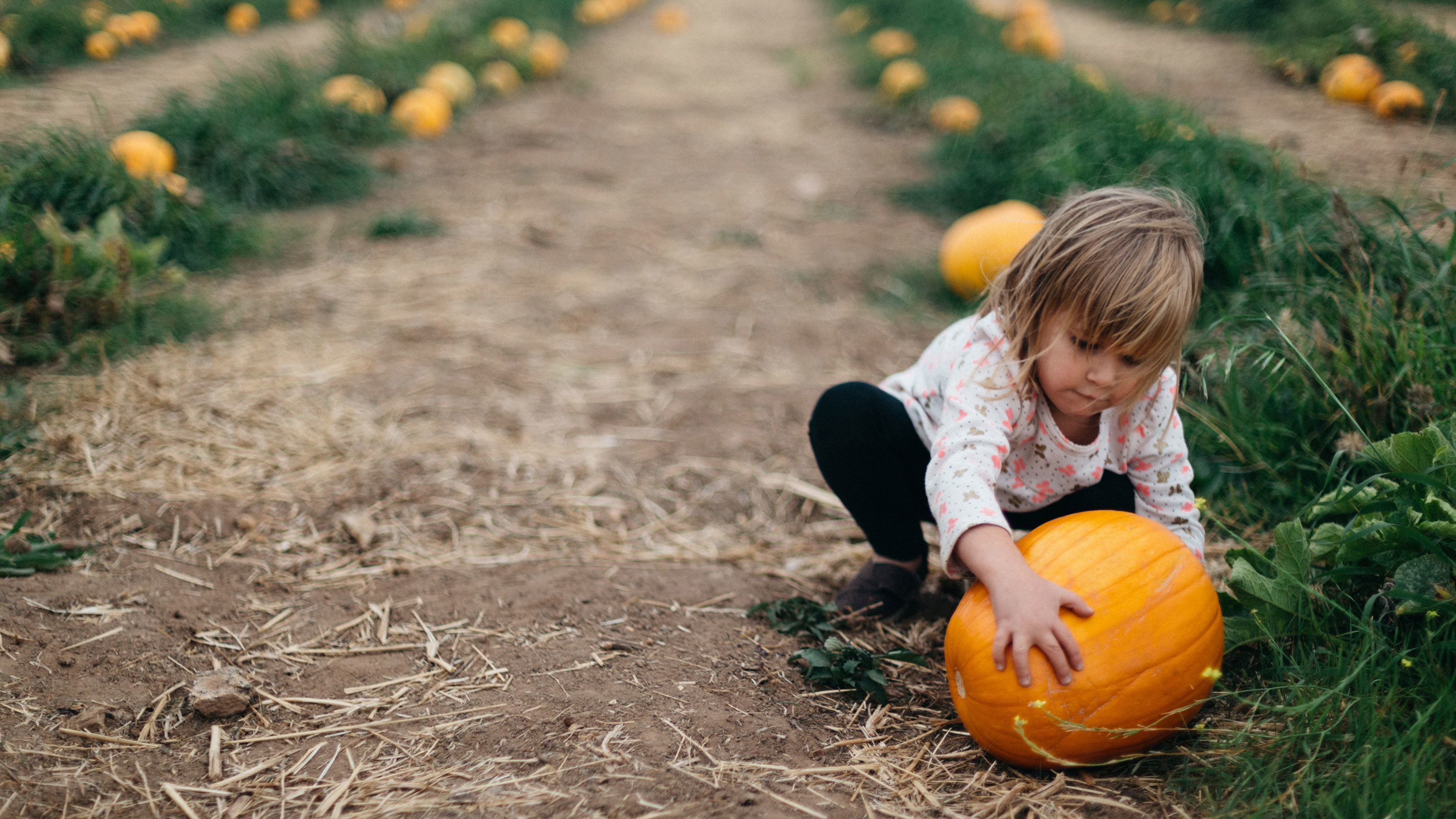 Young-girl-selecting-a-pumpkin-at-a-pick-your-own-farm Young-girl-selecting-a-pumpkin-at-a-pick-your-own-farm