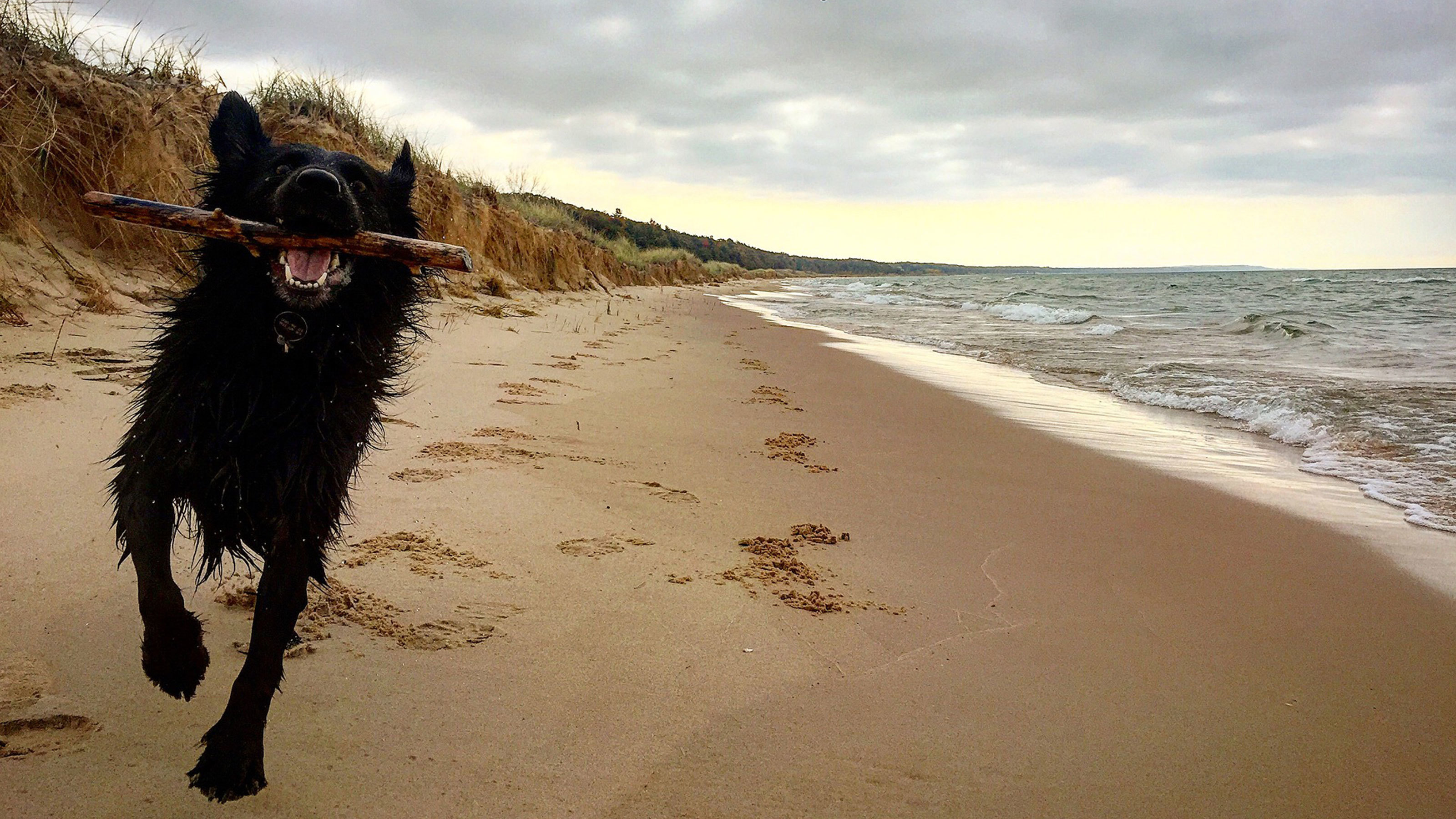 Dog running on sandy beach Dog running on sandy beach
